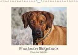 Rhodesian Ridgeback Power aus Südafrika (Wandkalender 2018 DIN A4 quer)