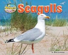 Seagulls