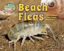 Beach Fleas and Other Tiny Sand Animals