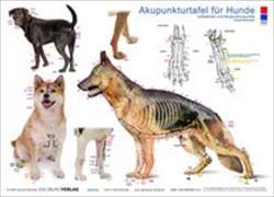 Tierakupunktur Akupunkturtafel für Hunde