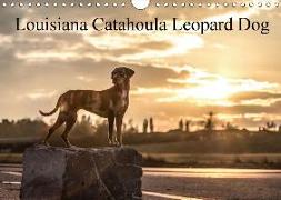 Louisiana Catahoula Leopard Dog 2018 (Wandkalender 2018 DIN A4 quer)