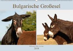 Bulgarische Großesel - Schwarze Schönheiten (Wandkalender 2018 DIN A2 quer)