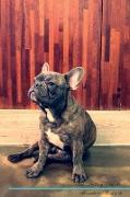 French Bulldog Affirmations Workbook French Bulldog Presents: Positive and Loving Affirmations Workbook. Includes: Mentoring Questions, Guidance, Supp