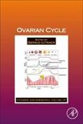 Ovarian Cycle