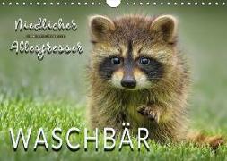 Waschbär - Niedlicher Allesfresser (Wandkalender 2018 DIN A4 quer)