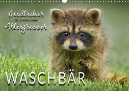 Waschbär - Niedlicher Allesfresser (Wandkalender 2018 DIN A3 quer)