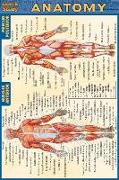 Anatomy - Pocket-Sized Reference Guide (4 X 6)