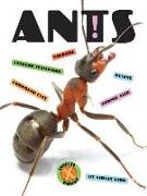 Ants