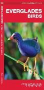 Everglades Birds: An Introduction to Familiar Species