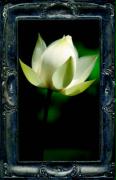 Letting the Lotus Bloom: The Expression of Soul Through Flowers