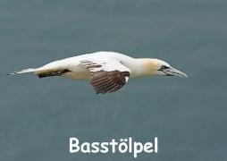 Basstölpel (Tischaufsteller DIN A5 quer)