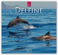 Delfine 2019