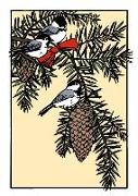 Chickadee's Chorus (Boxed): Boxed Set of 6 Cards