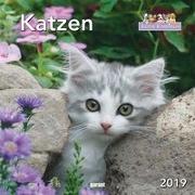Keith Kimberlin Katzen 2019 - Monatskalender
