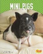 Mini Pigs