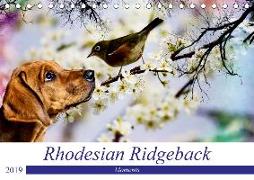 Rhodesian Ridgeback - Moments (Tischkalender 2019 DIN A5 quer)
