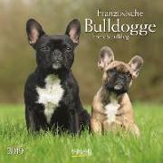 Französische Bulldogge 2019