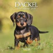 Dackel 2019 Broschürenkalender
