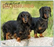 Dachshunds - For the love of 2019 - Dackel