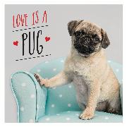 Love is a Pug