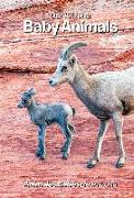 Our Arizona: Baby Animals