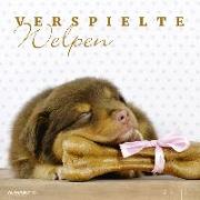 Verspielte Welpen - Puppies 2019