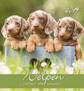 Welpen 2019 - Postkartenkalender