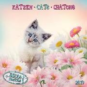 Katzen - Cats - Chatons 2019 Artwork