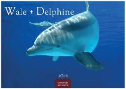 Wale und Delphine 2019 - Format S