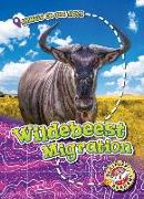 Wildebeest Migration