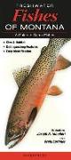 Freshwater Fishes of Montana: A Guide to Game Fishes