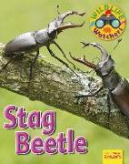 Stag Beetle