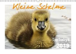 Kleine Schelme - Tierbabys (Wandkalender 2019 DIN A3 quer)