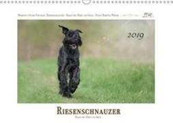 Riesenschnauzer - Riesen mit Herz und Seele (Wandkalender 2019 DIN A3 quer)
