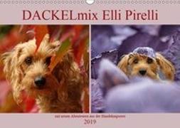 DACKELmix Elli Pirelli (Wandkalender 2019 DIN A3 quer)