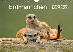 Erdmännchen - Tierkinder (Wandkalender 2019 DIN A4 quer)