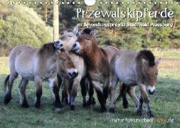 Przewalskipferde (Wandkalender 2019 DIN A4 quer)