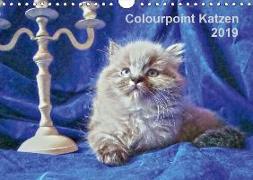 Colourpoint Katzen 2019 (Wandkalender 2019 DIN A4 quer)