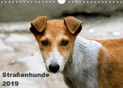 Straßenhunde (Wandkalender 2019 DIN A4 quer)