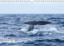 Wale (Wandkalender 2019 DIN A4 quer)