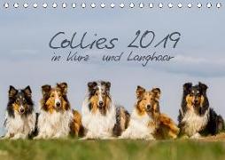 Collies 2019 in Kurz- und Langhaar (Tischkalender 2019 DIN A5 quer)