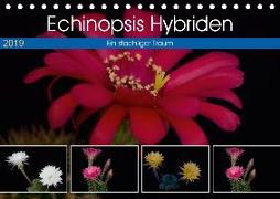 Echinopsis Hybriden. Ein stachliger Traum (Tischkalender 2019 DIN A5 quer)