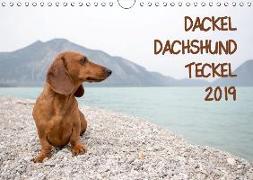 DACKEL DACHSHUND TECKEL 2019 (Wandkalender 2019 DIN A4 quer)