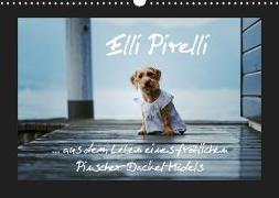 Elli Pirelli... aus dem Leben eines fröhlichen Pinscher-Dackel-Mädels (Wandkalender 2019 DIN A3 quer)