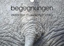 begegnungen - elefanten im südlichen afrika (Wandkalender 2019 DIN A4 quer)