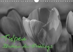 Tulpen - Blumen des Frühlings (Wandkalender 2019 DIN A4 quer)