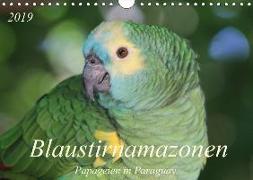 Blaustirnamazonen - Papageien in Paraguay (Wandkalender 2019 DIN A4 quer)