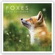 Foxes - Fuchs - Füchse 2019