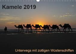 Kamele 2019 - Unterwegs mit zottigen WüstenschiffenCH-Version (Wandkalender 2019 DIN A3 quer)