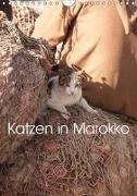 Katzen in Marokko (Wandkalender 2019 DIN A4 hoch)